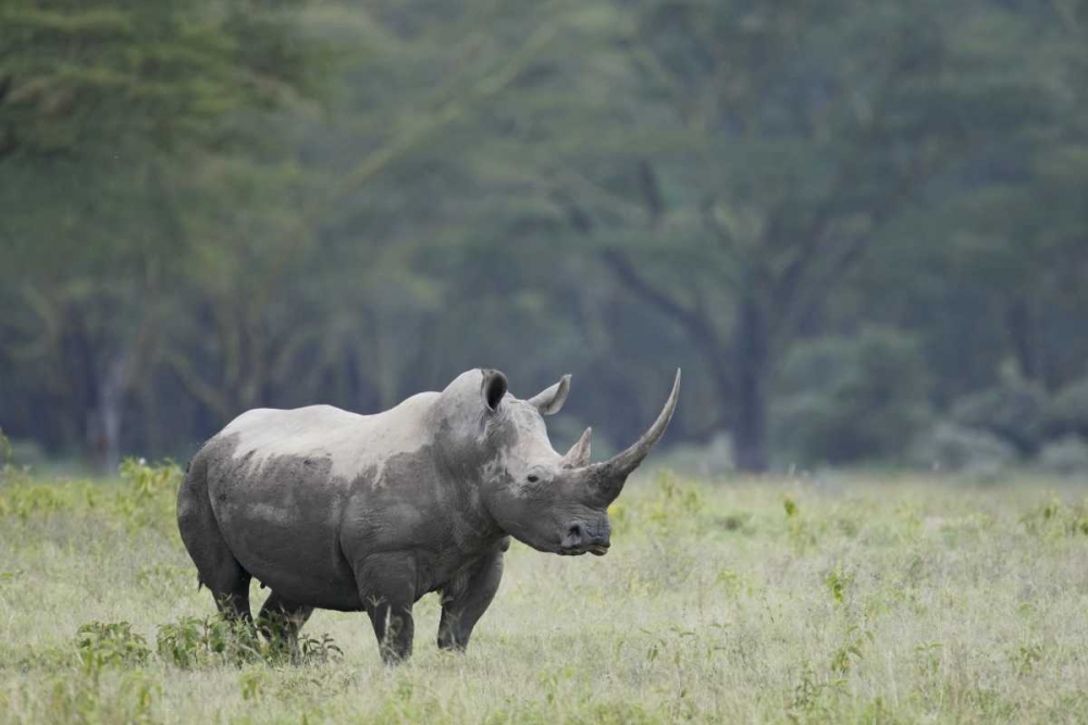 Kenya, Nakuru NP White rhinoceros grazing